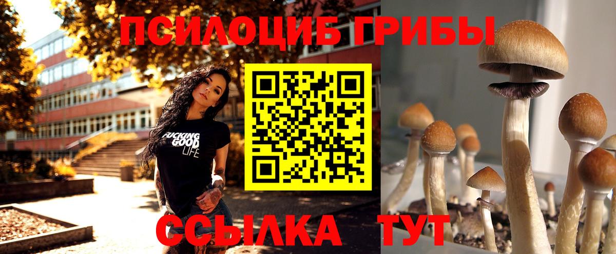 Псилоцибиновые грибы прущие грибы Горно-Алтайск
